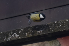 Parus major