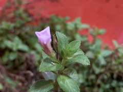 Limnophila aromatica
