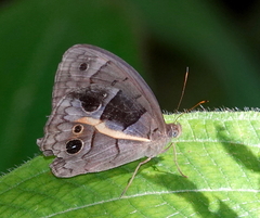 Posttaygetis penelea