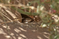 Trachylepis occidentalis