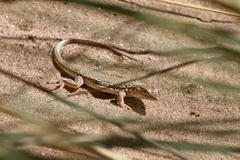 Meroles cuneirostris