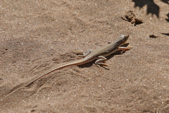 Meroles cuneirostris