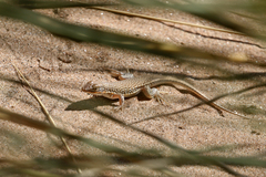 Meroles cuneirostris