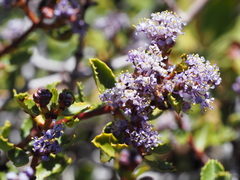 Ceanothus pinetorum