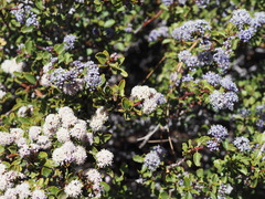 Ceanothus pinetorum