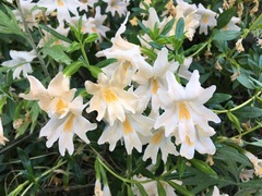 Diplacus grandiflorus