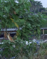 Solanum mauritianum