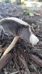 Fungi