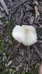 Fungi