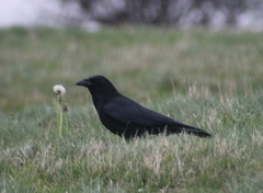 Corvus corone