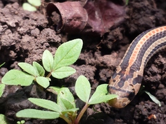 Oligodon octolineatus