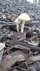 Fungi