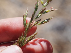 Poa secunda