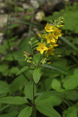 Lysimachia verticillaris