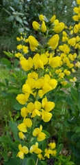Thermopsis
