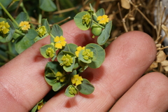 Euphorbia schizoloba