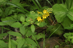 Lysimachia verticillaris