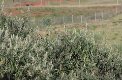 Buddleja salviifolia