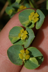 Euphorbia schizoloba