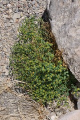 Euphorbia schizoloba
