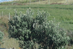 Buddleja salviifolia