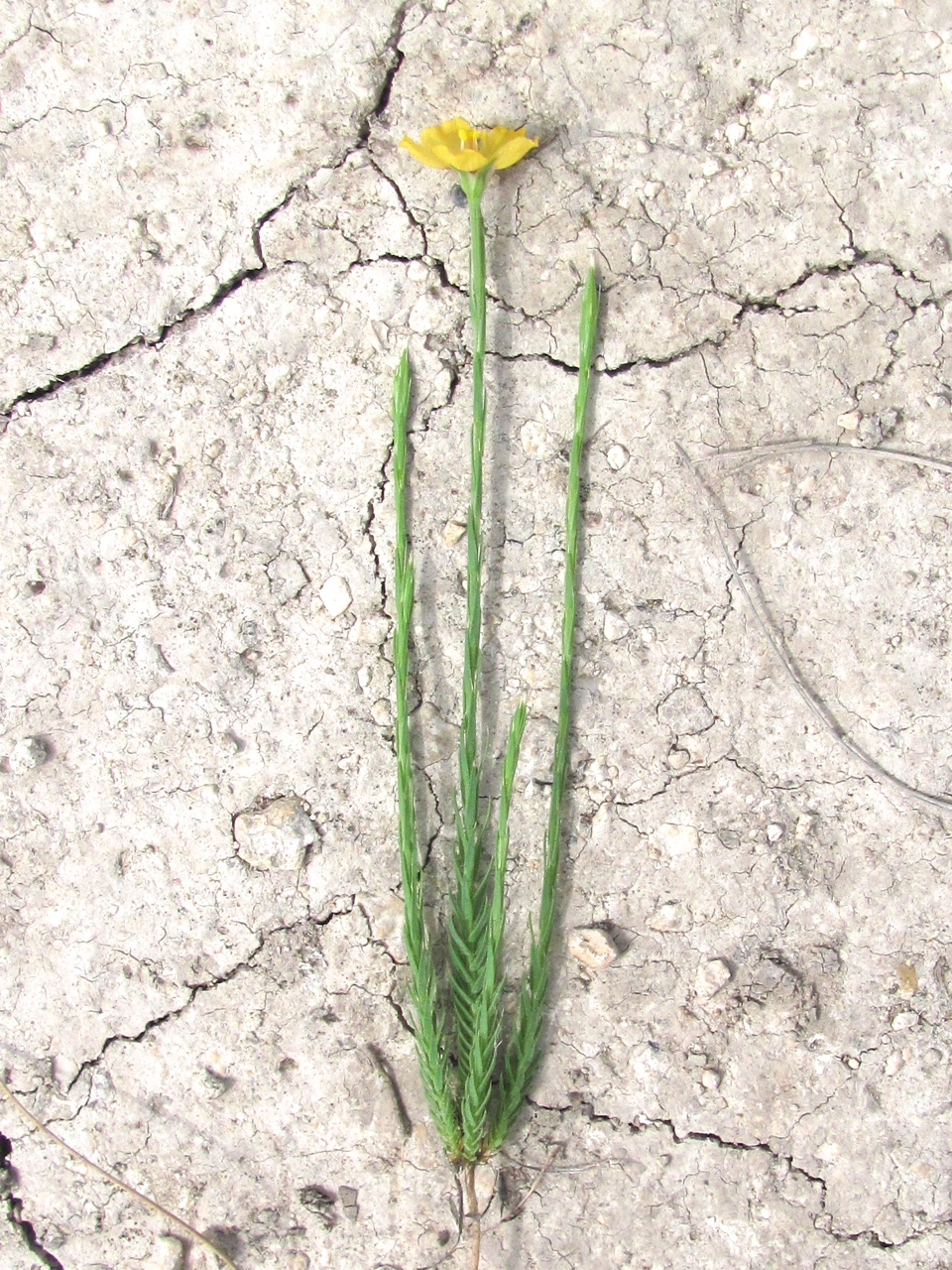 Linum imbricatum