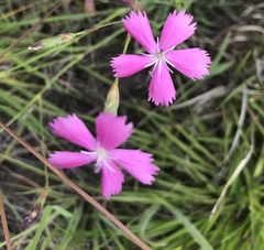 Dianthus basuticus