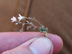 Linanthus inyoensis