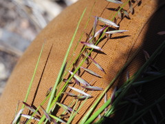 Melica stricta