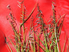 Melica stricta