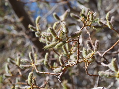 Salix lemmonii