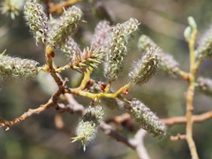 Salix lemmonii