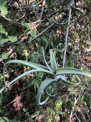 Tillandsia intermedia