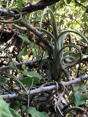 Tillandsia intermedia