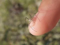 Tetragnatha
