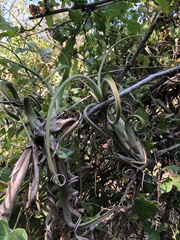 Tillandsia intermedia