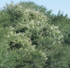 Clematis brachiata
