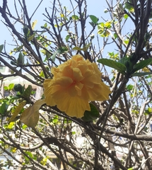 Hibiscus