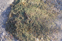 Euphorbia polycarpa