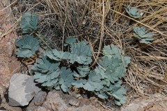 Cymopterus gilmanii