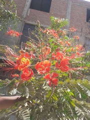 Caesalpinia pulcherrima