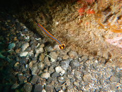 Honshu Pipefish photo 2