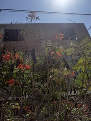 Caesalpinia pulcherrima