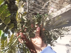 Caesalpinia pulcherrima