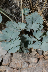 Cymopterus gilmanii