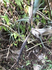 Tillandsia intermedia