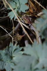 Cymopterus gilmanii