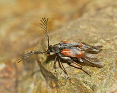 Kytorhinus quadriplagiatus