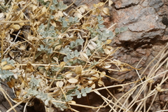Astragalus mohavensis