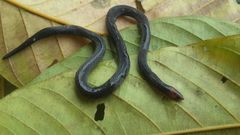 Pseudorabdion collaris